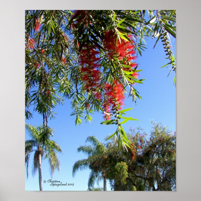 Red Bottle Brush tree Tropical Poster (Front)