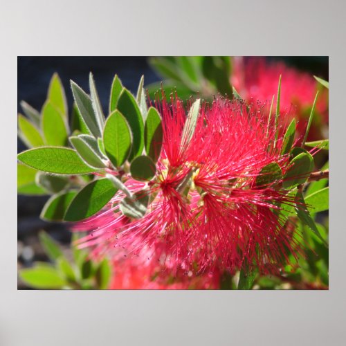 Red Bottlebrush Australian floral Flowers Poster