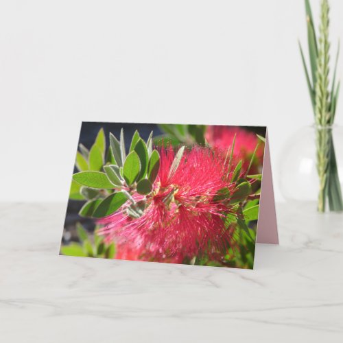 Red Bottlebrush Australian Flower floral Card