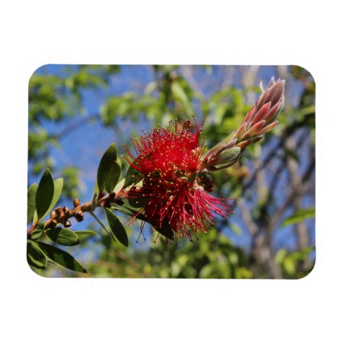 Red Bottlebrush Flower magnet