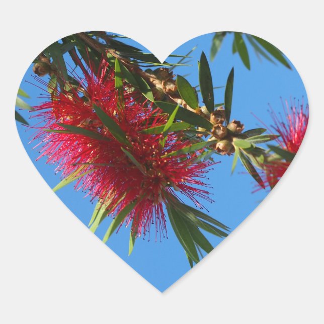 Red bottlebrush heart sticker (Front)