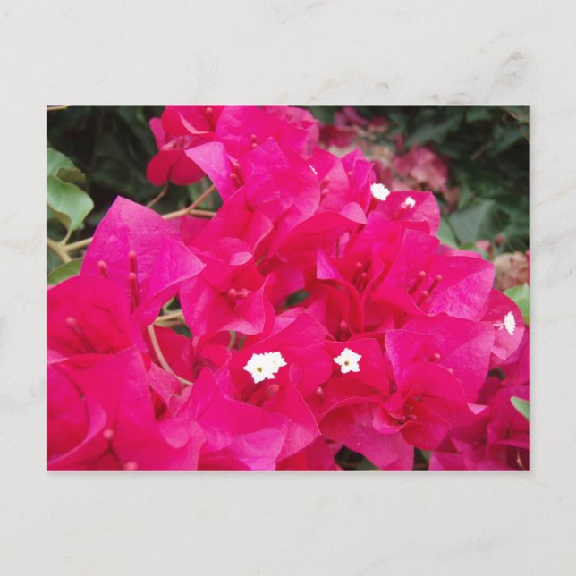 Red Bougainvillea Postcard (Front)