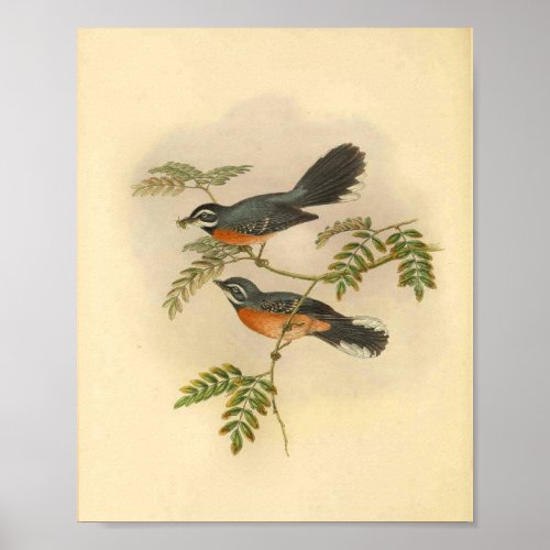 Red Breasted Fantail Flycatcher Bird Vintage Print