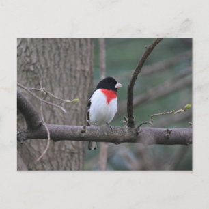 Red-Breasted Grosbeak postcard