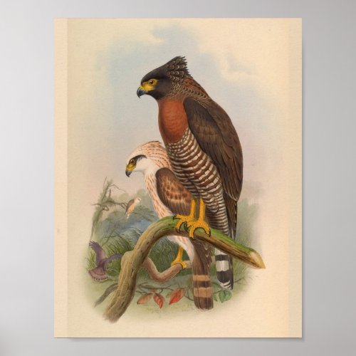 Red Breasted Hawk Bird Vintage Art Print