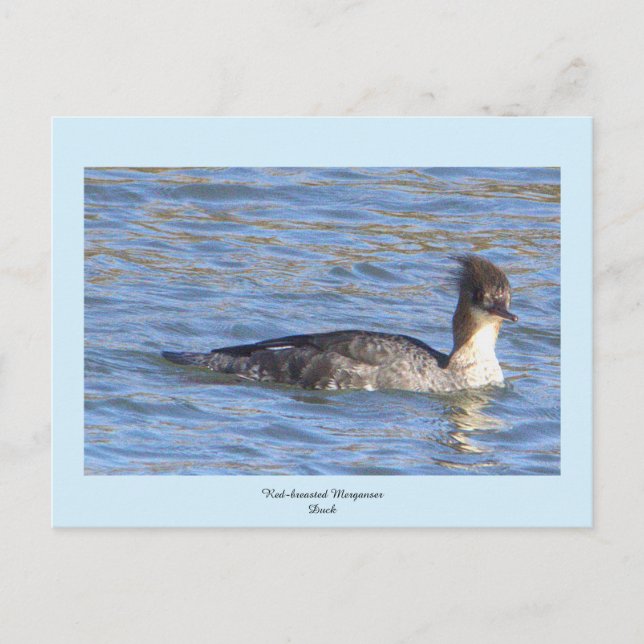 Red-breasted Merganser Duck Postcard (Front)