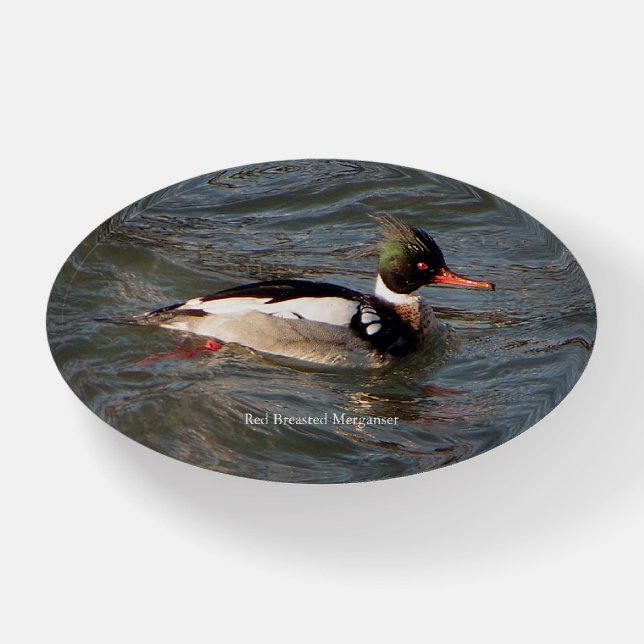 Red Breasted Merganser Paperweight (Front)