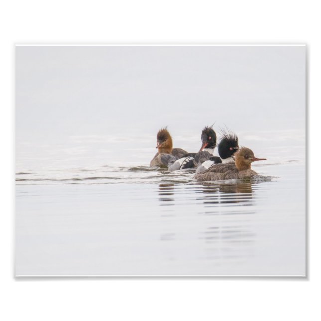 Red Breasted Merganser Photo Print (Front)