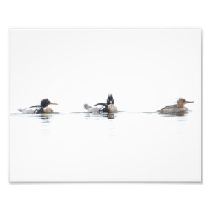Red Breasted Merganser Photo Print on Foggy Lake