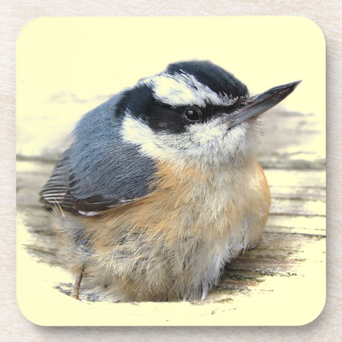 Red breasted Nuthatch Beverage Coasters