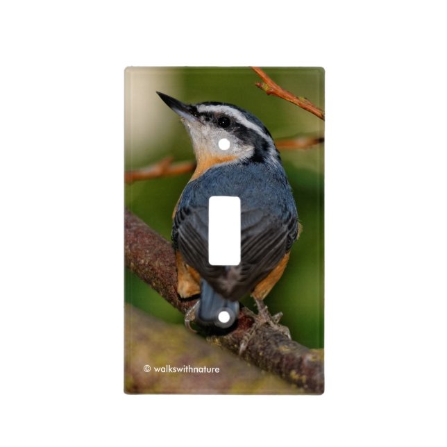 Red-Breasted Nuthatch Looks Back Light Switch Cover (Front)