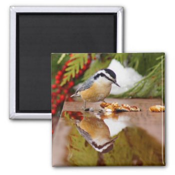 Red-breasted Nuthatch Magnet by birdsandblooms at Zazzle