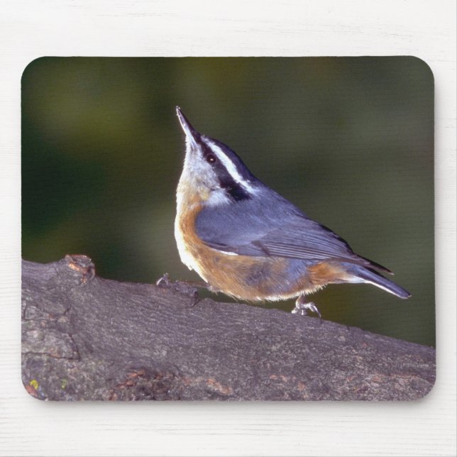 Red-breasted Nuthatch on branch Mouse Pad (Front)