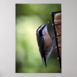 Red-breasted Nuthatch On Green Poster at Zazzle