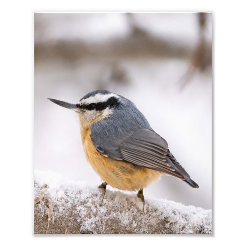 Red Breasted Nuthatch On Snow Covered Tree Photo Print