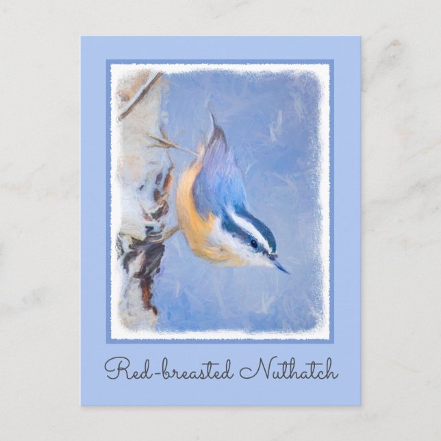 Red-Breasted Nuthatch Painting Original Bird Art Postcard (Front)