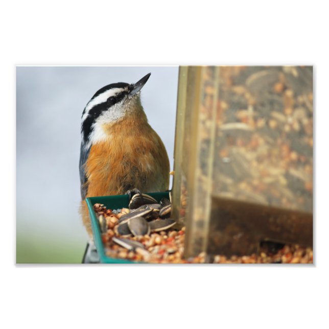 Red-breasted Nuthatch Photo Print (Front)