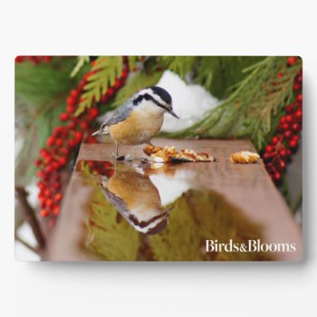 Red-breasted Nuthatch Plaque by birdsandblooms at Zazzle