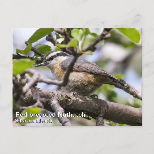 Red_breasted Nuthatch Postcard