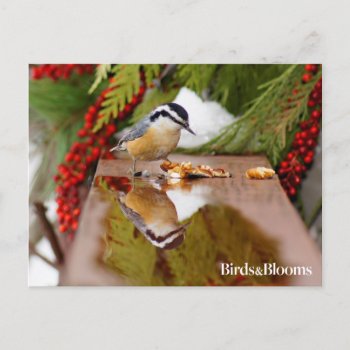 Red-breasted Nuthatch Postcard by birdsandblooms at Zazzle