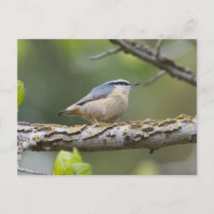 Red Breasted Nuthatch Postcard