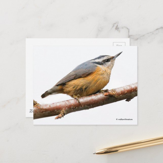 Red-Breasted Nuthatch Songbird on Branch Postcard (Front/Back In Situ)