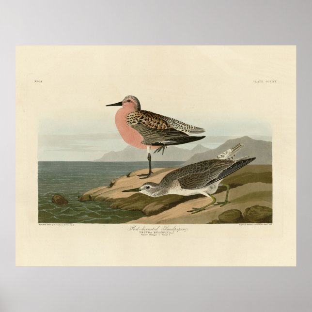 Red-breasted Sandpiper, Audubon's Birds of America Poster (Front)