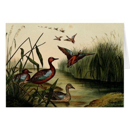Red Breasted Teal Duck Cards (Front Horizontal)
