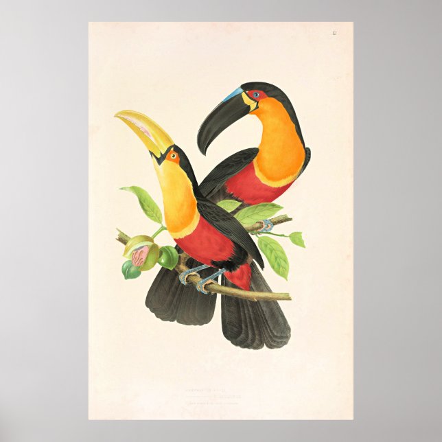 Red-Breasted Toucan Bird Poster (Front)