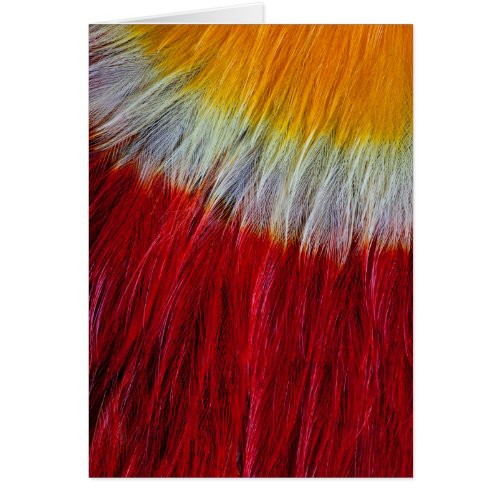 Red Breasted Toucan Feather Abstract