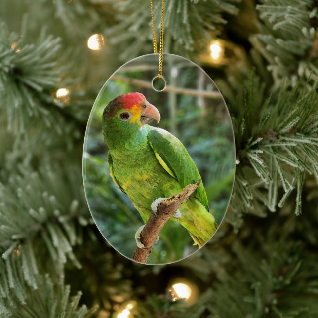 Red Browed Amazon Parrot Ceramic Ornament (Tree)
