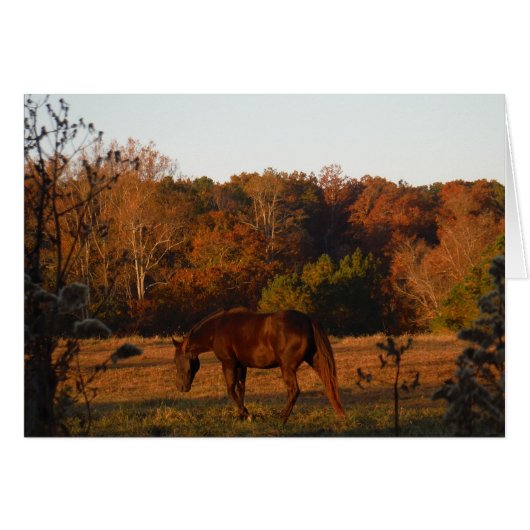 Red Brown horse, autumn woods. (Front Horizontal)