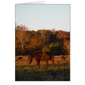 Red Brown horse, autumn woods. (Front)
