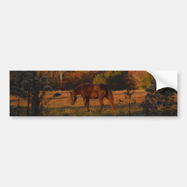 Red  Brown horse, autumn woods. Bumper Sticker (Front)