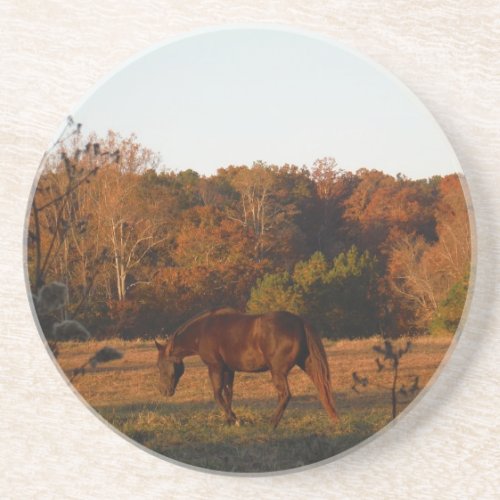 Red  Brown horse autumn woods Drink Coaster