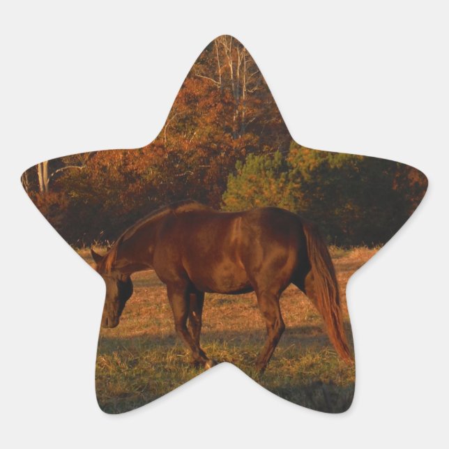 Red  Brown horse, autumn woods. Star Sticker (Front)