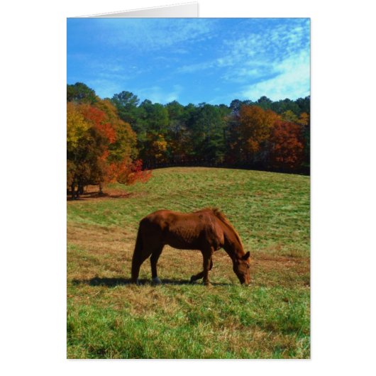 Red Brown horse, fall trees, blue skies (Front)
