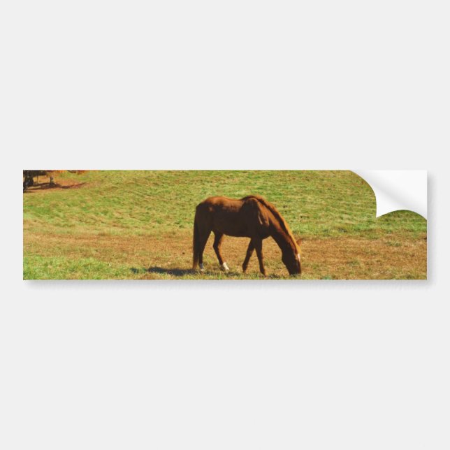 Red Brown horse in the  autumn trees Bumper Sticker (Front)