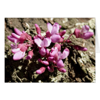 Red Bud Tree Cards