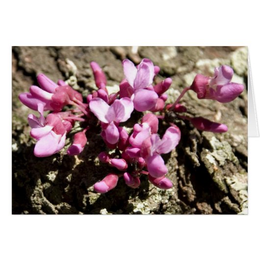 Red Bud Tree Cards (Front Horizontal)