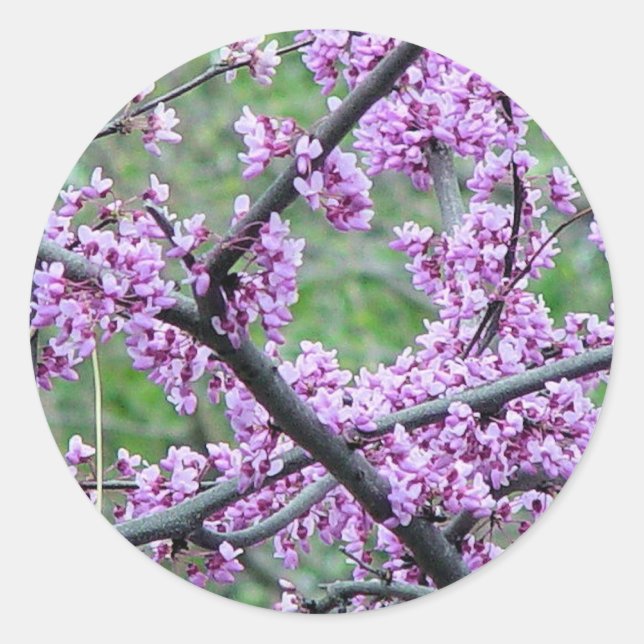 Red Bud Tree Classic Round Sticker (Front)