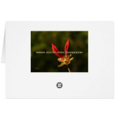 red buds cards (Back Horizontal)