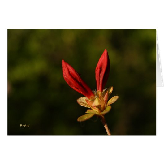 red buds cards (Front Horizontal)
