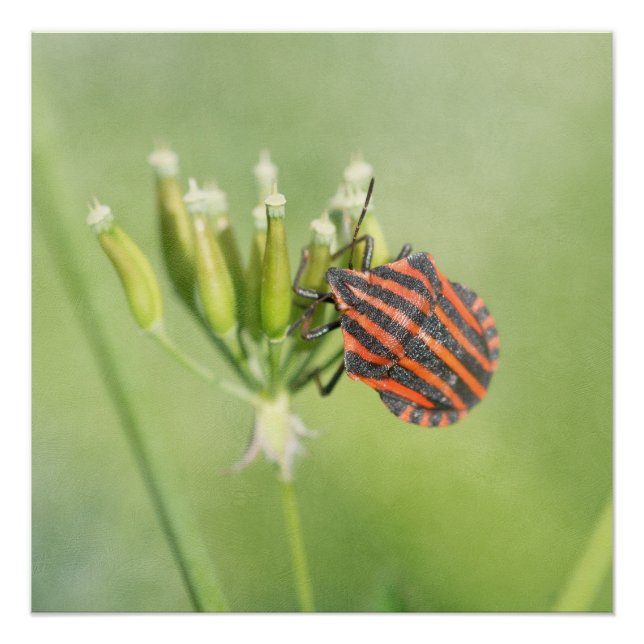 Red Bug - One More Bottle Does Not Hurt Poster (Front)