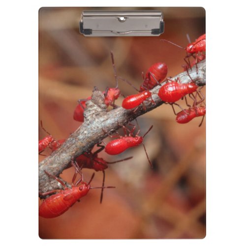 Red Bugs Pyrrhocoridea Feeding Kruger Clipboard