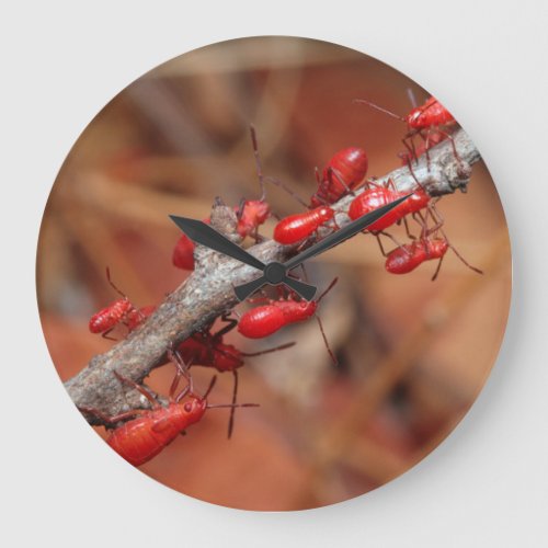 Red Bugs Pyrrhocoridea Feeding Kruger Large Clock