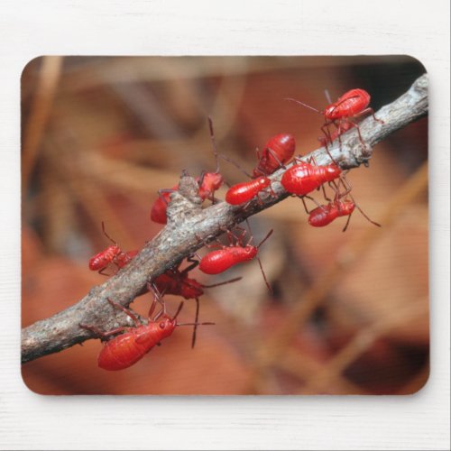 Red Bugs Pyrrhocoridea Feeding Kruger Mouse Pad