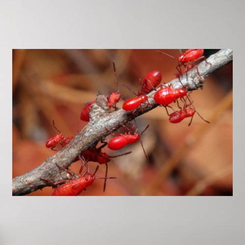 Red Bugs Pyrrhocoridea Feeding Kruger Poster