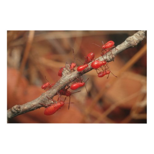 Red Bugs Pyrrhocoridea Feeding Kruger Wood Wall Decor