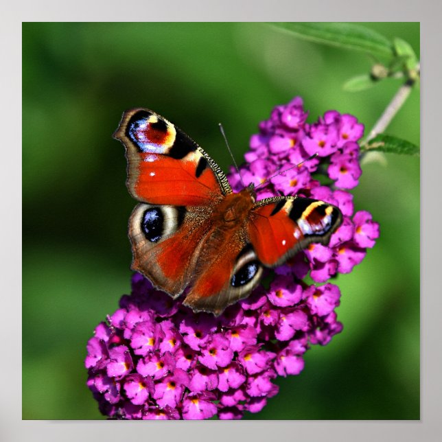 Red Butterfly & Flowers Poster (Front)